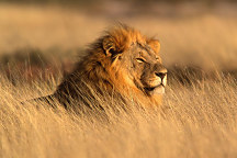 Obraz Lev odpočíva lion